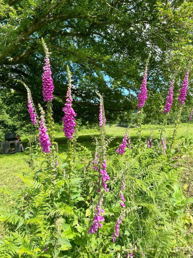 Black Mountains Glamping Hotel Abergavenny Luaran gambar